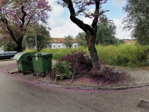 Corte de ramos de árvore provoca polémica arvore bairro IMG 20210401 131830