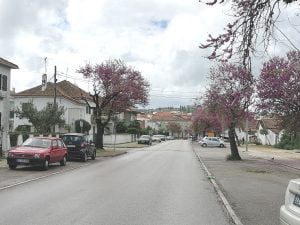 Corte de ramos de árvore provoca polémica arvore bairro IMG 20210401 131913