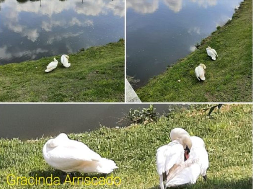 Novo casal de cisnes em fase de adaptação no rio Nabão cisnes gracinda Sem Titulo