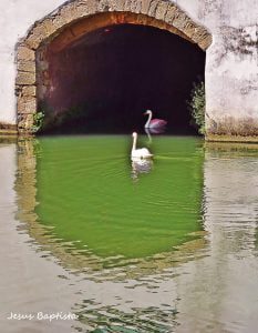 Novo casal de cisnes em fase de adaptação no rio Nabão cisnes jesus baptista 6125189 5032389913540632802 n scaled 1