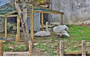 Novo casal de cisnes em fase de adaptação no rio Nabão cisnes jesus baptista 74711418 3598022934482871136 n scaled 1
