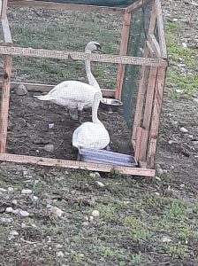 Novo casal de cisnes em fase de adaptação no rio Nabão cisnes jose A figueiredo 7516297025 7616088429313768789 n scaled 1