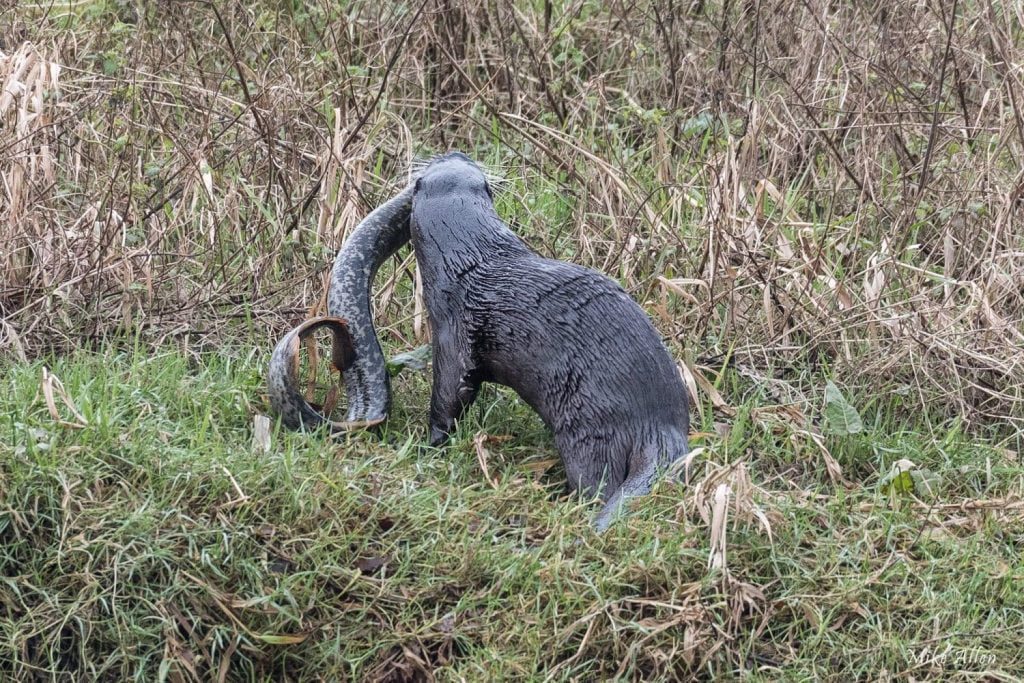 Imagens raras (e falsas) “captadas” no rio Nabão lampreia lontra 1815159 3225349595765426050 n scaled 1