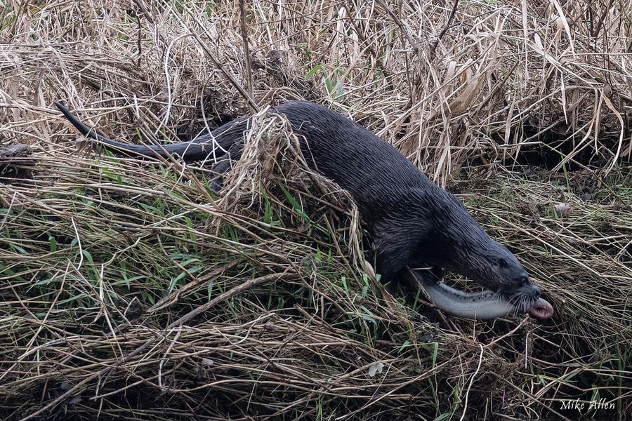 Imagens raras (e falsas) "captadas" no rio Nabão lampreia lontra 97 3201281908110267068 n