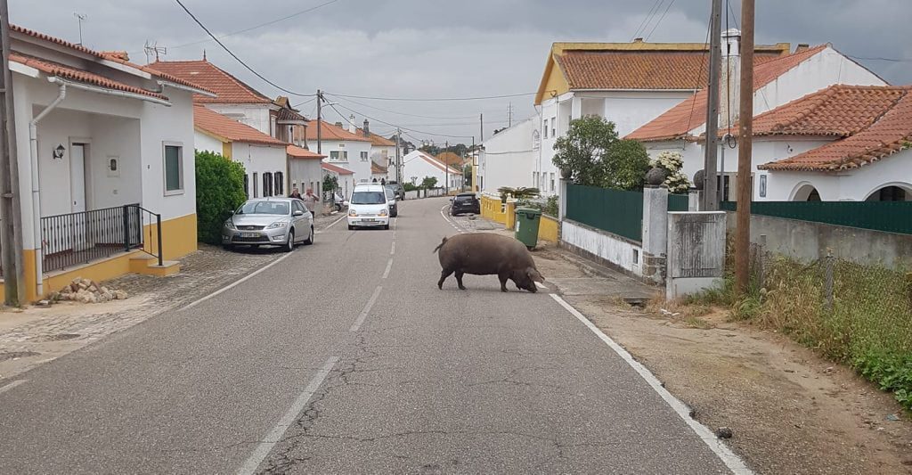 Um porco à solta em Santa Cita santa cita 1474 7284173720202031420 n