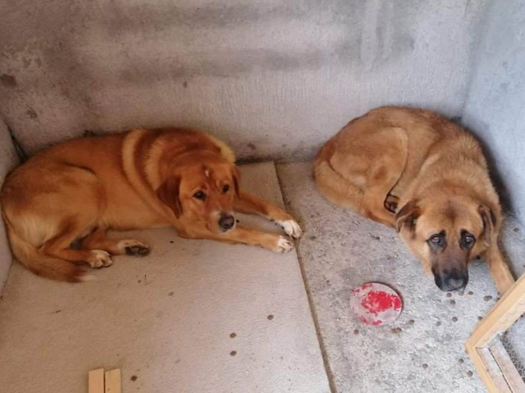 Apelo: cães desaparecidos *(Atualização) apelo 957486839864561018 n