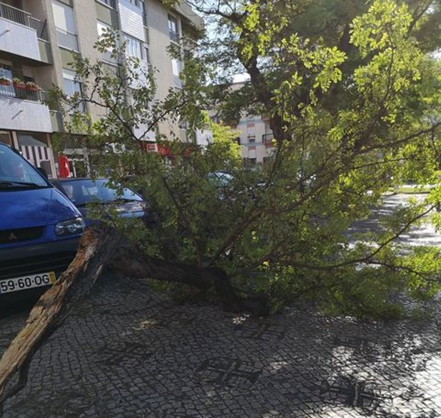 Ramo de árvore cai em parque de estacionamento arvore 249 6823256322346305220 n