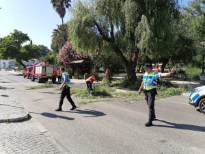 Queda de ramo de árvore obriga a corte no trânsito (c/ vídeo) IMG 20210630 170642