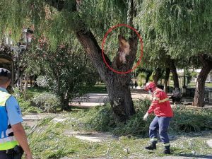 Queda de ramo de árvore obriga a corte no trânsito (c/ vídeo) IMG 20210630 170702