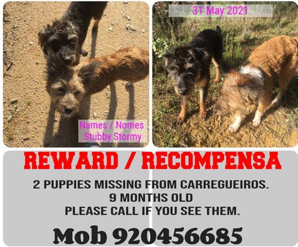 Apelo: cães desaparecidos apelo 307 2573743530250034518 n