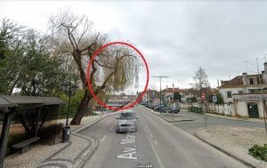 Queda de ramo de árvore obriga a corte no trânsito (c/ vídeo) arvor