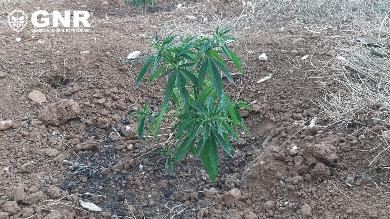 GNR apreende 171 plantas de canábis em Alcanena GNR mostrarImagem