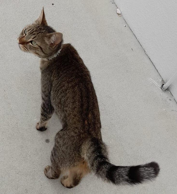 Dona dá 100 euros de recompensa a quem encontrar este gato apelo 842 5774650972201608595 n