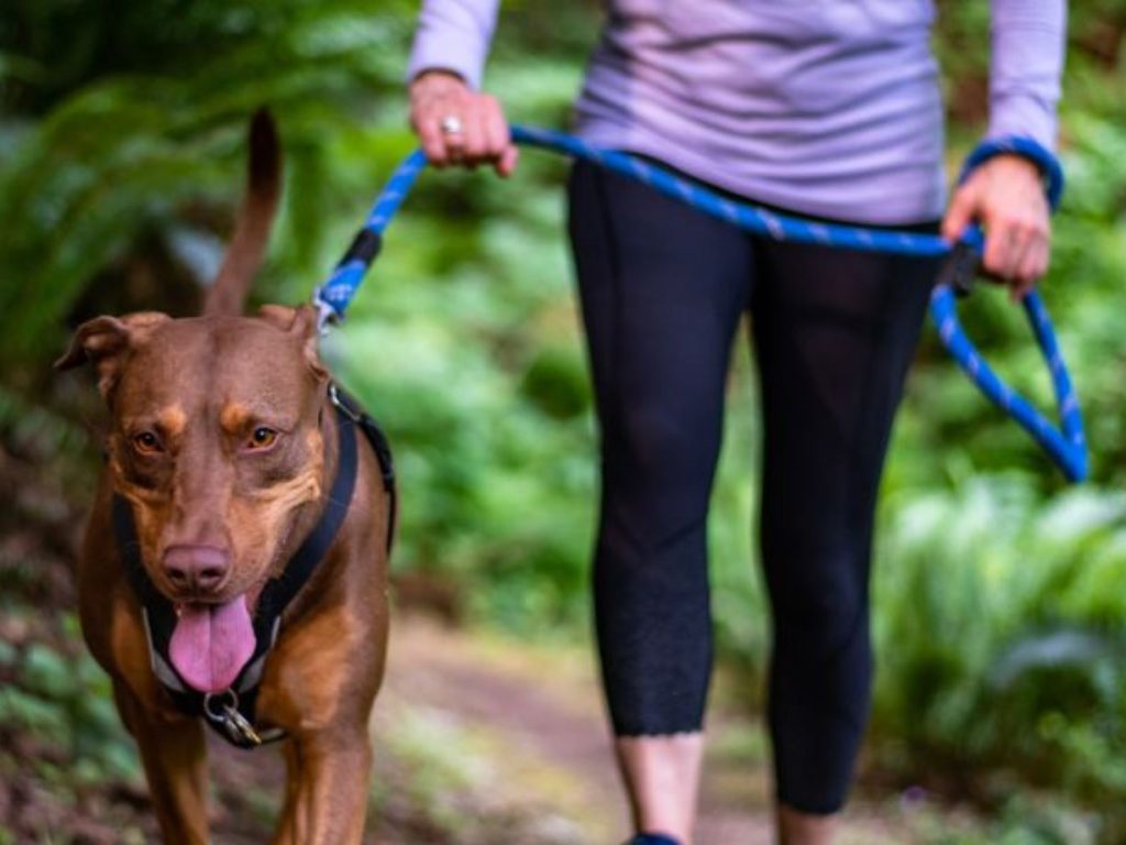 Ginásio LR Fitness promove caminhada para celebrar Dia do Cão caminhada cao