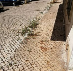 Ervas e mais ervas na rua Diogo de Arruda ervas 23882992 4831418992975076816 n