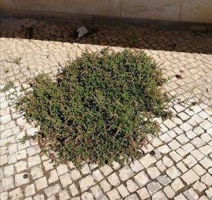Ervas e mais ervas na rua Diogo de Arruda ervas 66410043 6516134501618895704 n