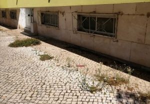 Ervas e mais ervas na rua Diogo de Arruda ervas 911896 231148651147313877 n