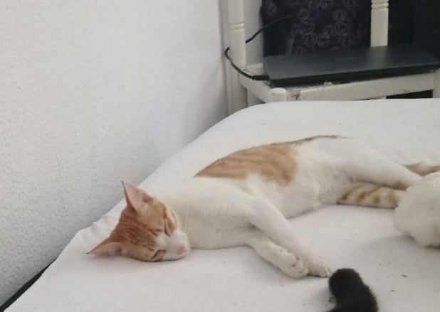 Apelo: gato desapareceu apelo 535 8474621048720013057 n