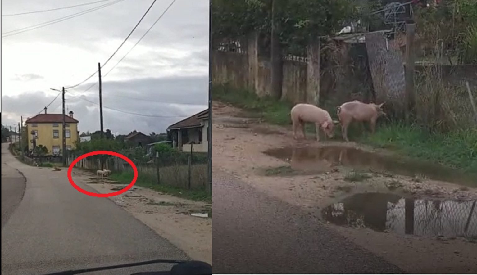 Porcos comem erva numa rua de Tomar (c/ vídeo) porcos