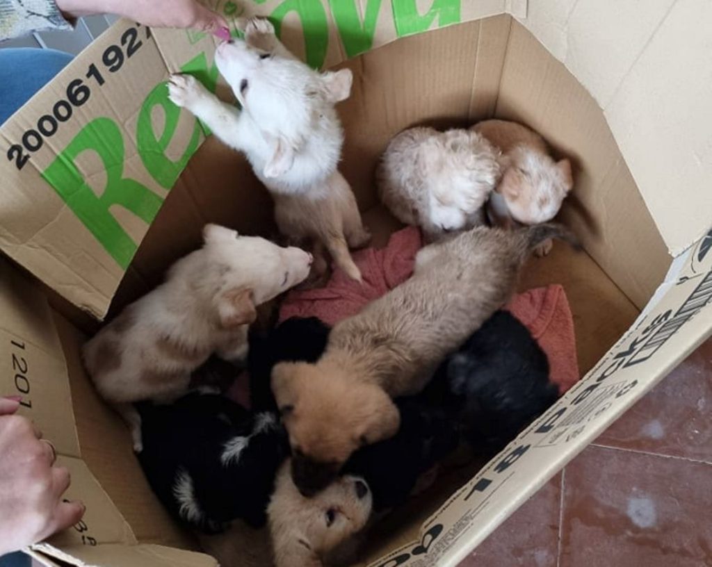 apat caes 6393315649688 4765683617510836147 n