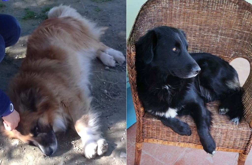 Apelos: cães desaparecidos apelo 6789e