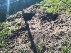 Cães proibidos de fazer buracos no parque canino parque canino IMG 20211107 092213