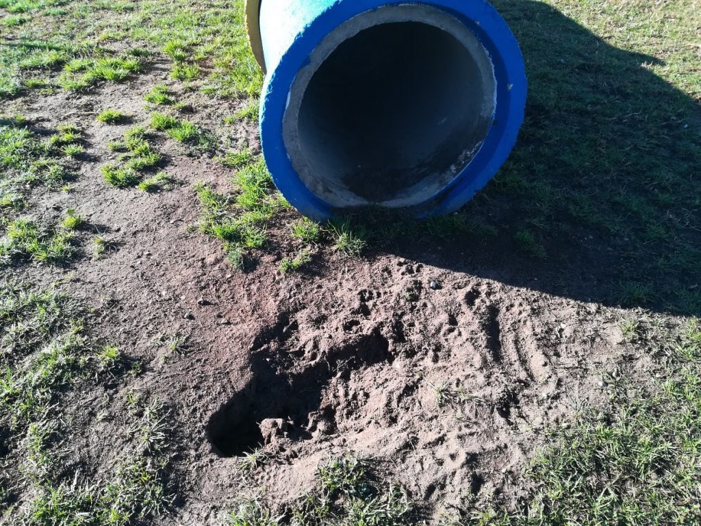 Cães proibidos de fazer buracos no parque canino parque canino IMG 20211107 092220 1