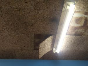 Escola Gualdim Pais com placas de isolamento a cair IMG 20211215 WA0000