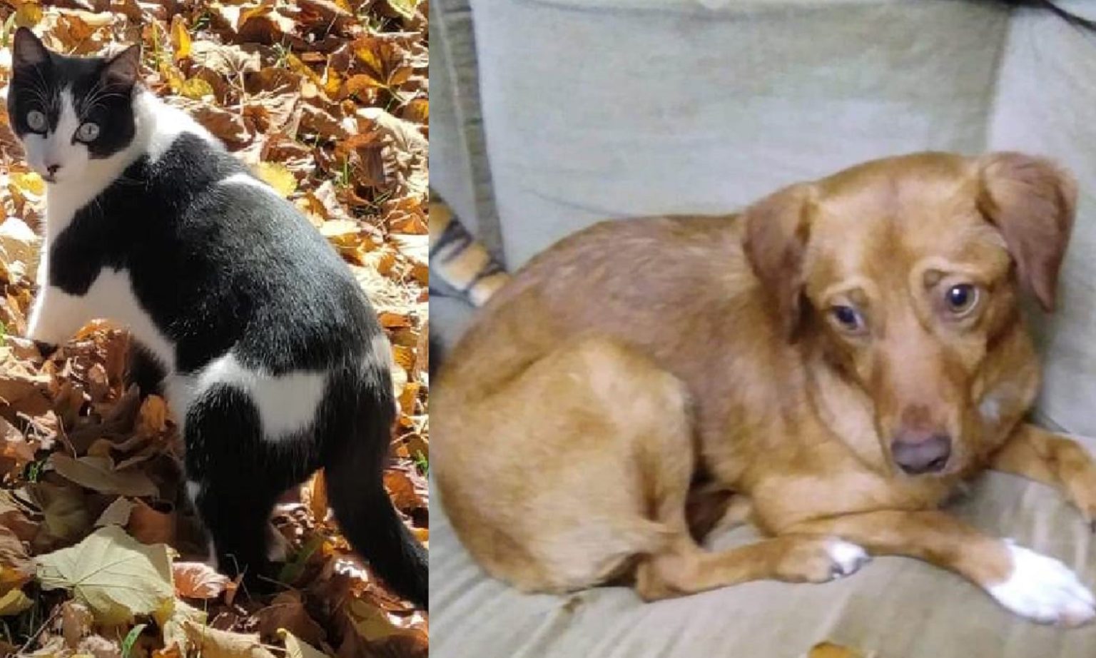 Apelos: animais desaparecidos apelo