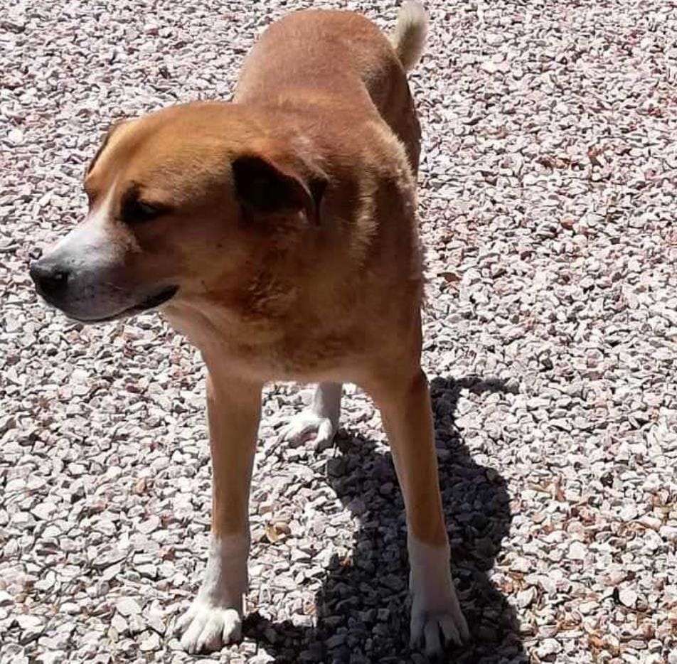 Apelo: cão desaparecido (atualização)* apelo 70 7815276263744406298 n