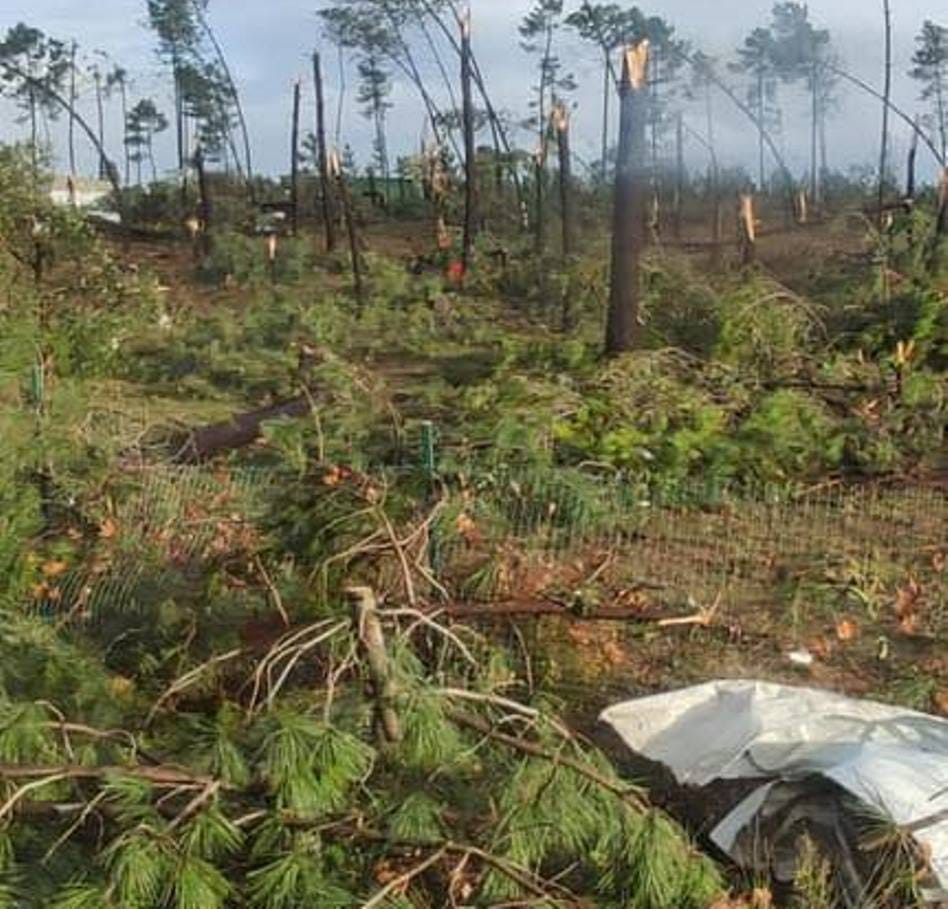 Mini-tornado em Salvaterra de Magos (c/ fotos e vídeo) tornado 220752 2711709837080826189 n