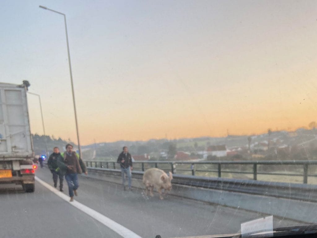 Porco na estrada faz parar o trânsito na A13 (c/ fotos) A13 porco unnamed