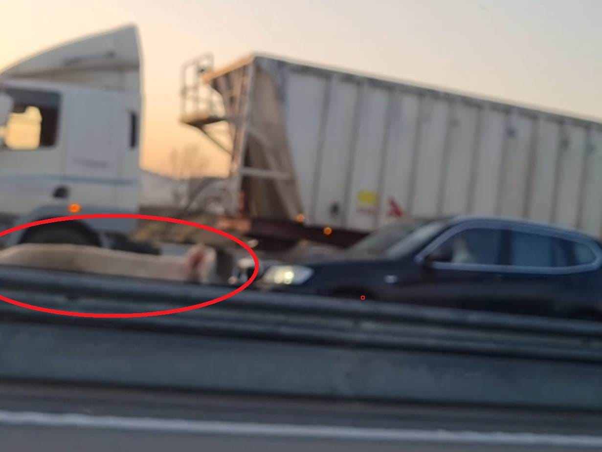 Porco na estrada faz parar o trânsito na A13 (c/ fotos) a13 porco 510915 7431049629817505021 n