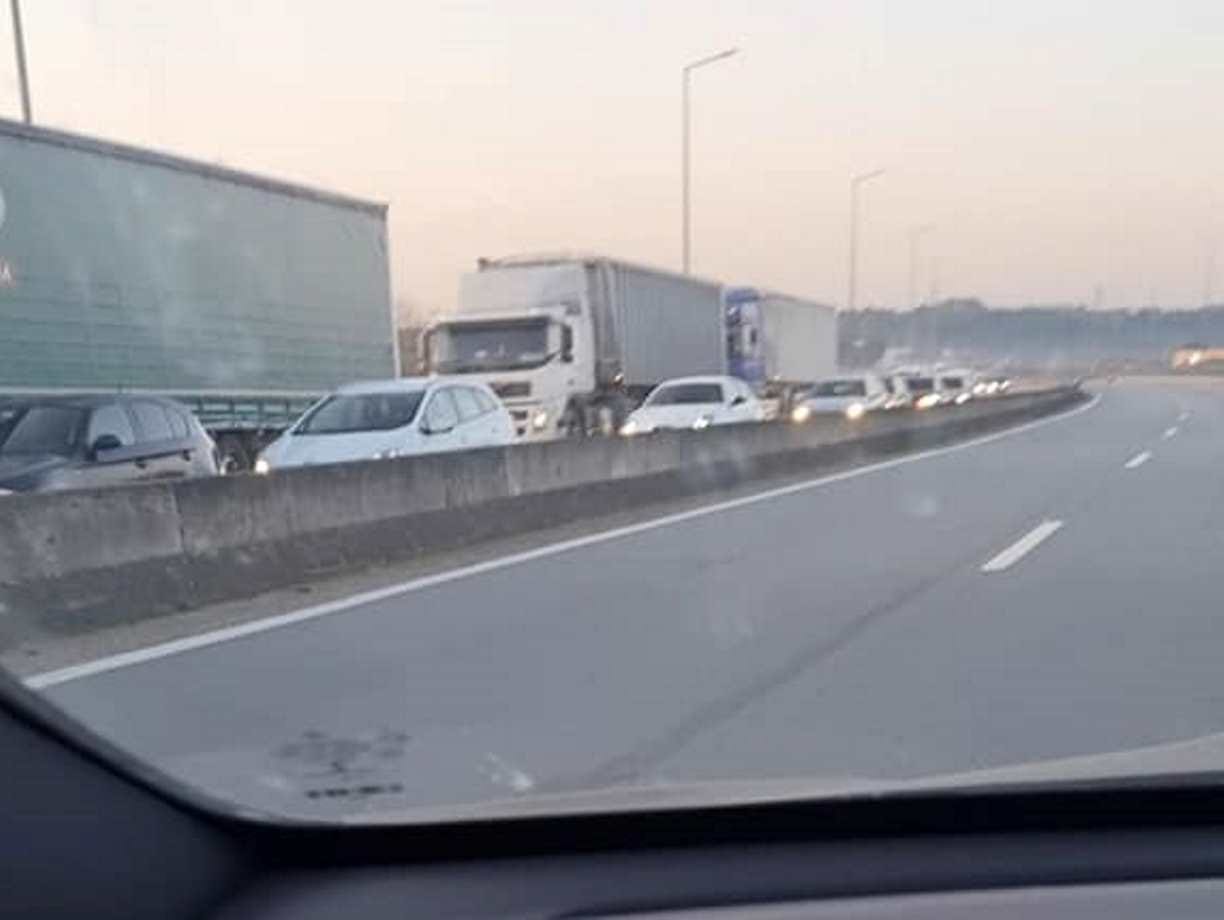 Porco na estrada faz parar o trânsito na A13 (c/ fotos) a13 porco 65 5048922125812401598 n