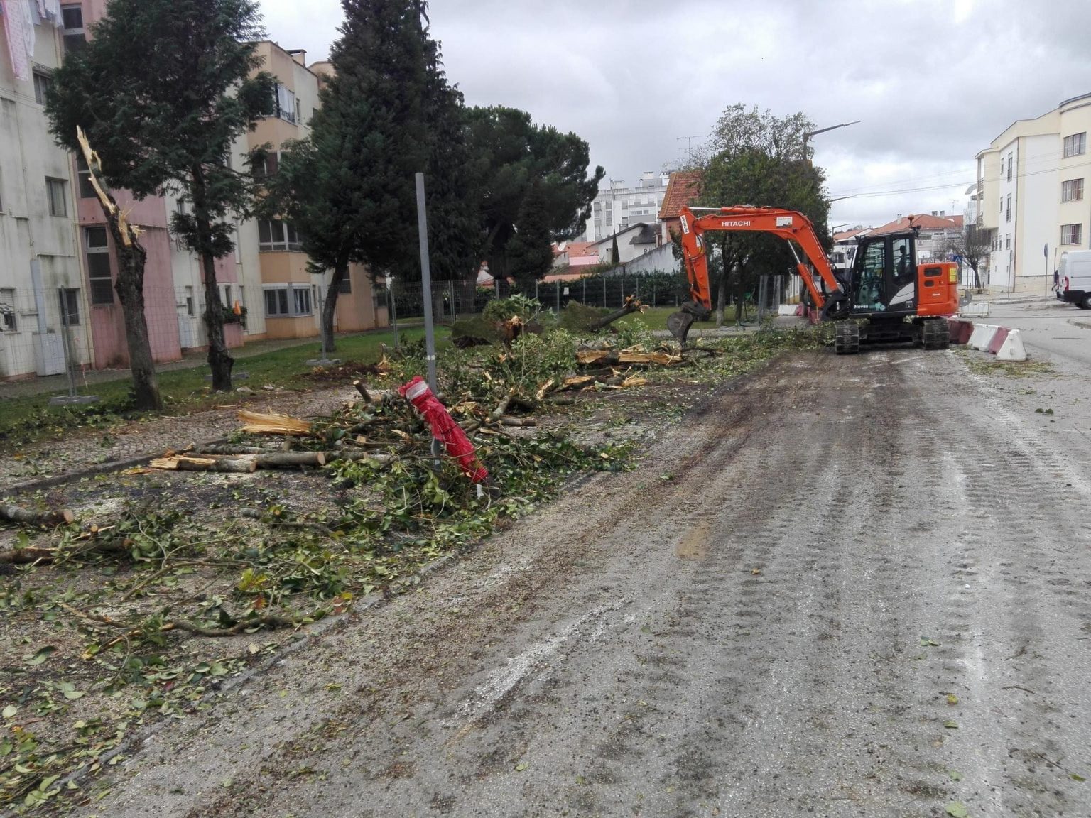 Árvores cortadas “à porrada” estrada da serra 161928 1820069046824439602 n