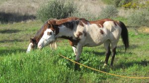 Égua de Laurene Guillot aparece morta por disparo de arma de fogo cavalo 09731878 6702553288617557098 n