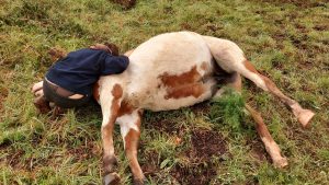 Caçador mata égua durante espera ao javali cavalo 8206221962 5836886542377798233 n 1