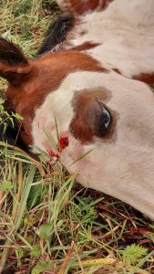 Égua de Laurene Guillot aparece morta por disparo de arma de fogo cavalo 88641 7509851652460795426 n