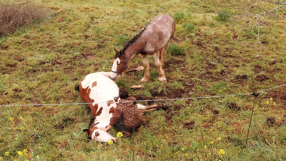 Caçador mata égua durante espera ao javali egua 043079 2581114824619364742 n