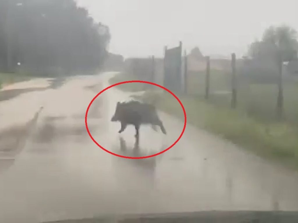 Mais um javali avistado às portas da cidade (c/ vídeo) javali 3