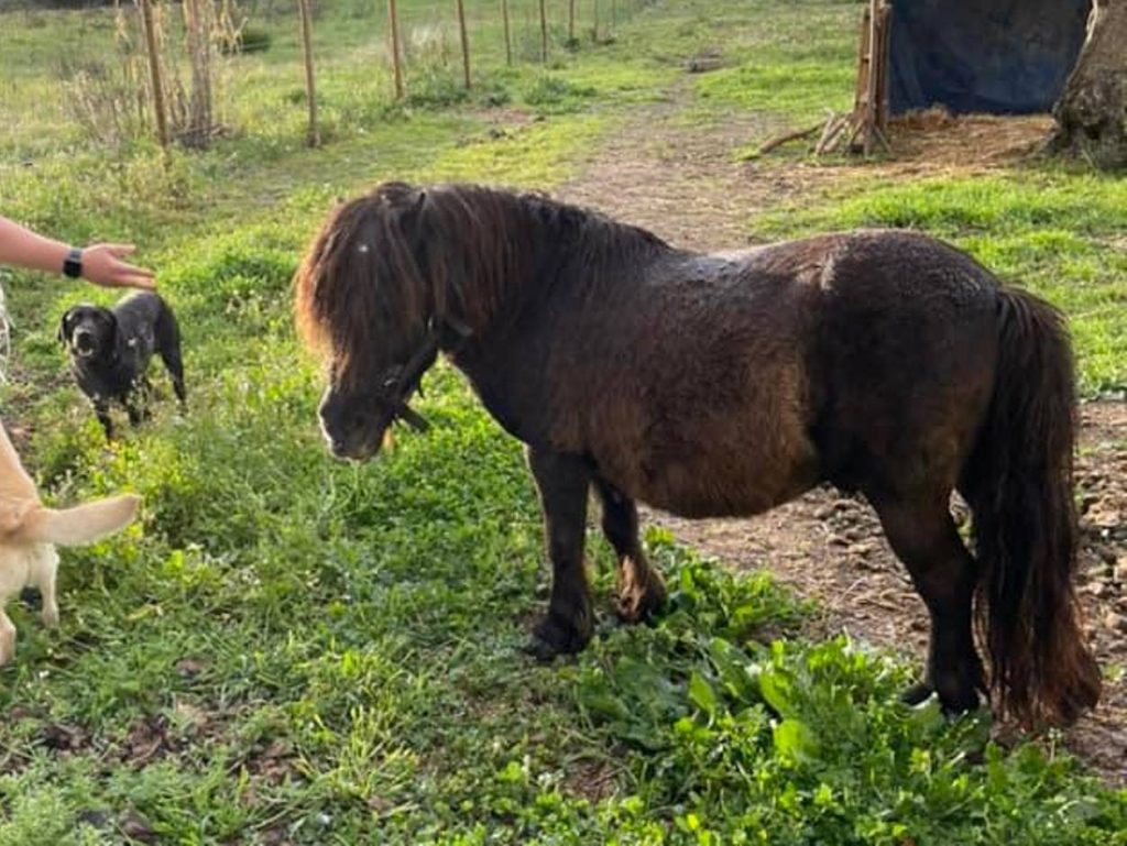 Pónei roubado em Santarém (Atualização)* ponei 21679878508 4181654131486363405 n