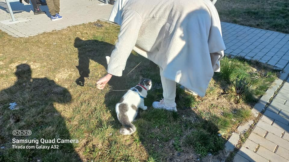 Com os refugiados ucranianos vem… um gato ucran 9170053532 1858263368356425603 n