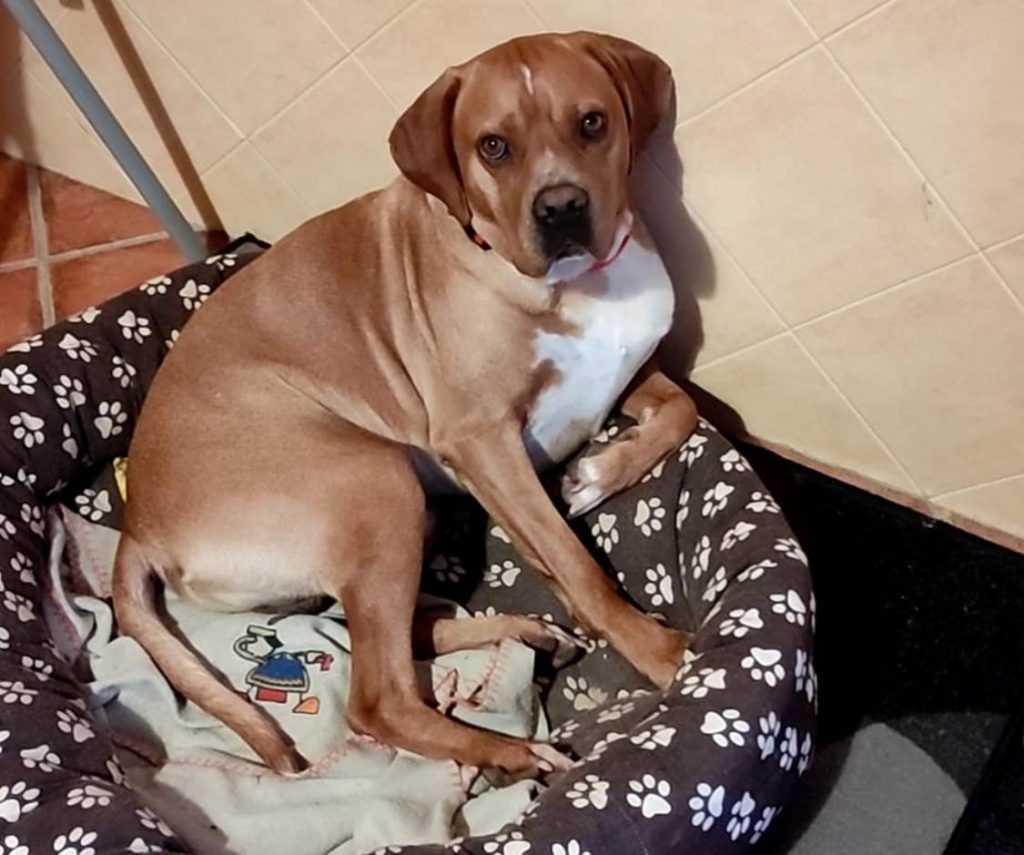 Apelo: cão desaparecido (Atualização)* apelo 02341679 1204698806763986383 n