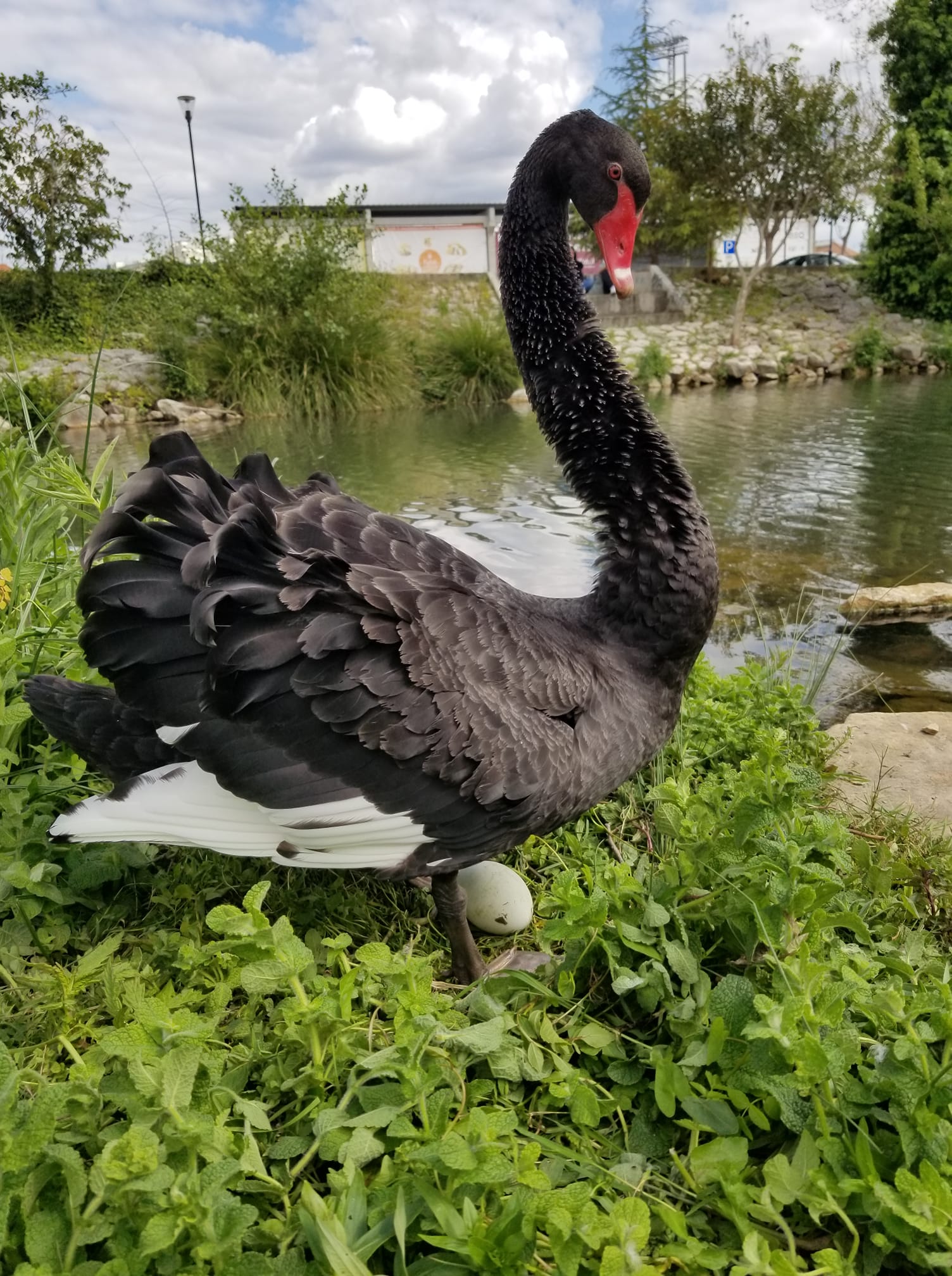 Vamos ter um cisne bebé no rio Nabão? cisne 21538148 466794069242622032 n