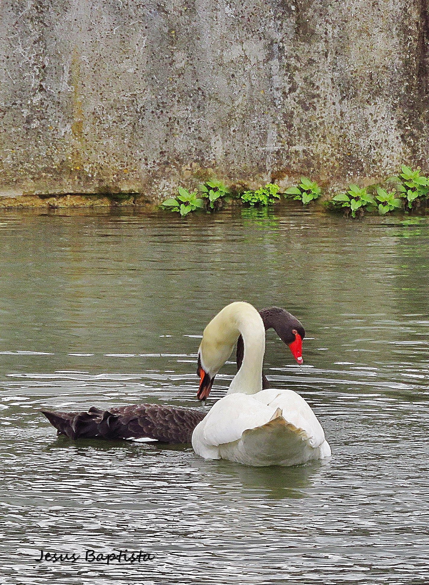 Vamos ter um cisne bebé no rio Nabão? cisne 60355587299 2793939576304016424 n