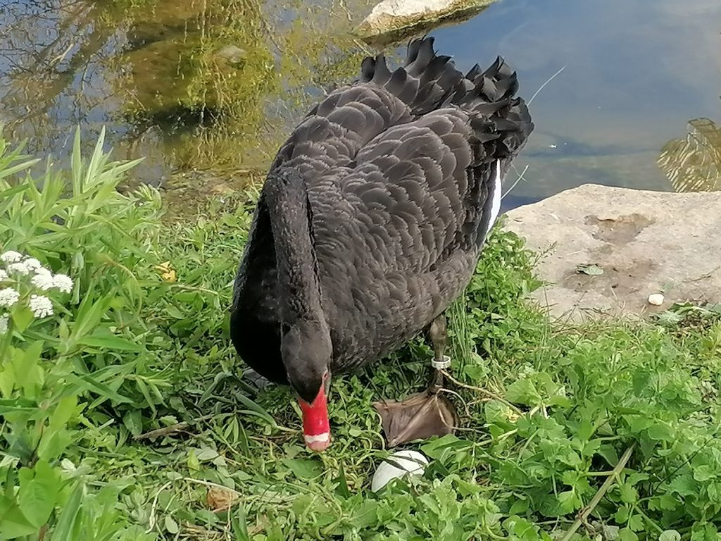 Vamos ter um cisne bebé no rio Nabão? cisne IMG 20220424 180834