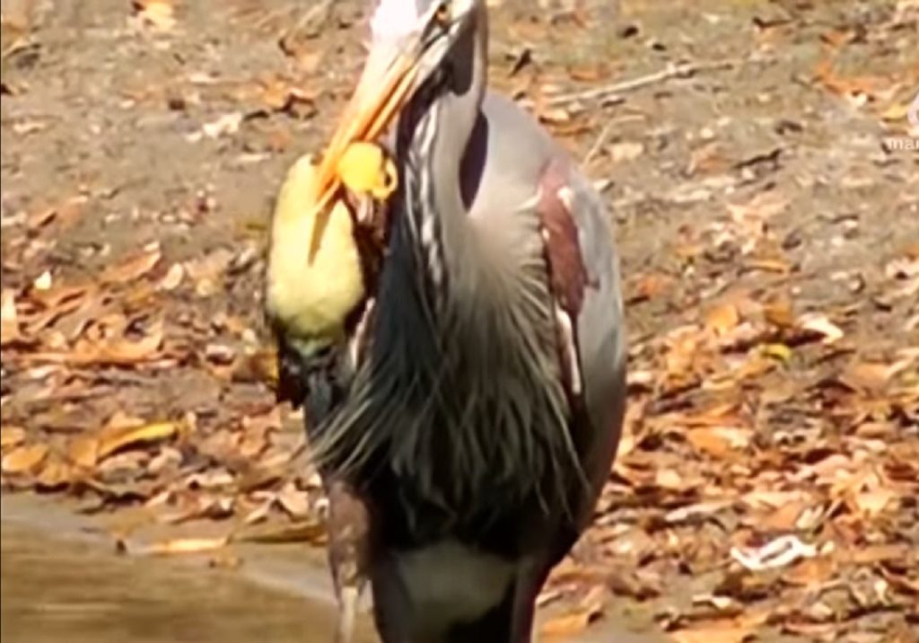 Garças comem patos bebés no rio Nabão garca pato