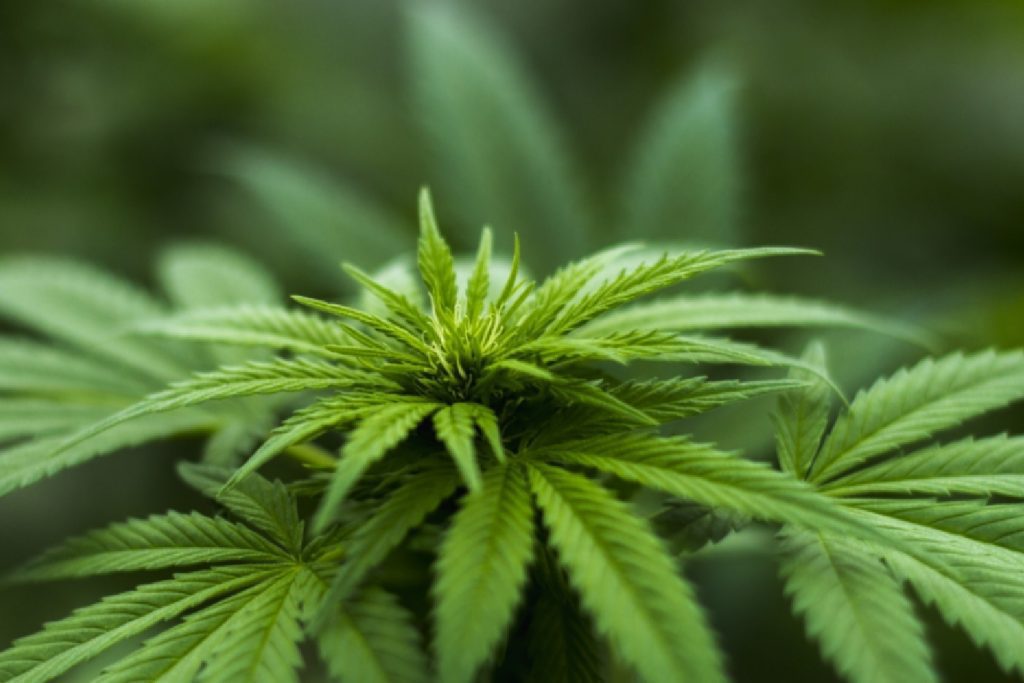 Cannabis 2