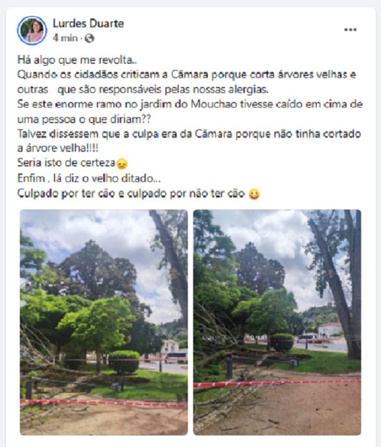 Grande ramo de árvore cai no jardim da Várzea Pequena arvore 45678