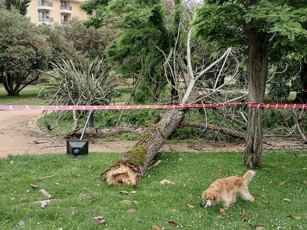 Grande ramo de árvore cai no jardim da Várzea Pequena arvore IMG 20220522 114219